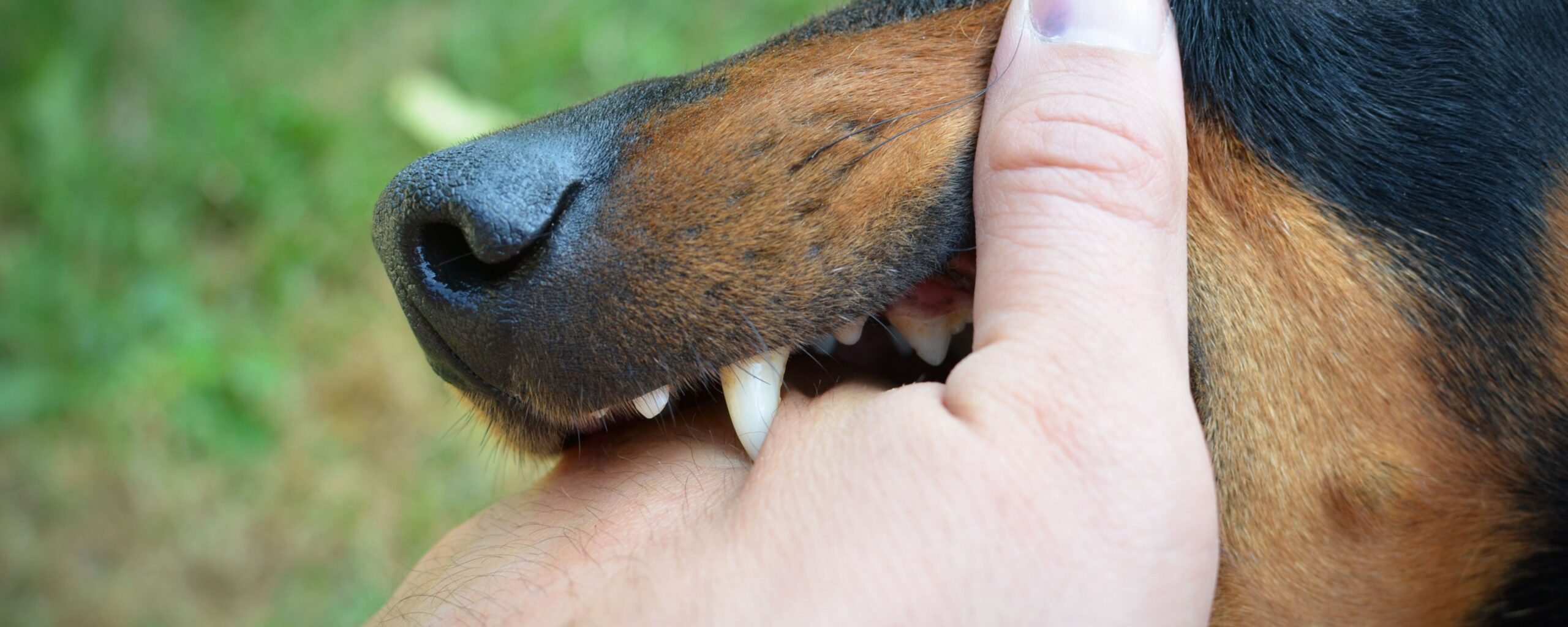 What Louisiana Law Says About Dog Bite Liability